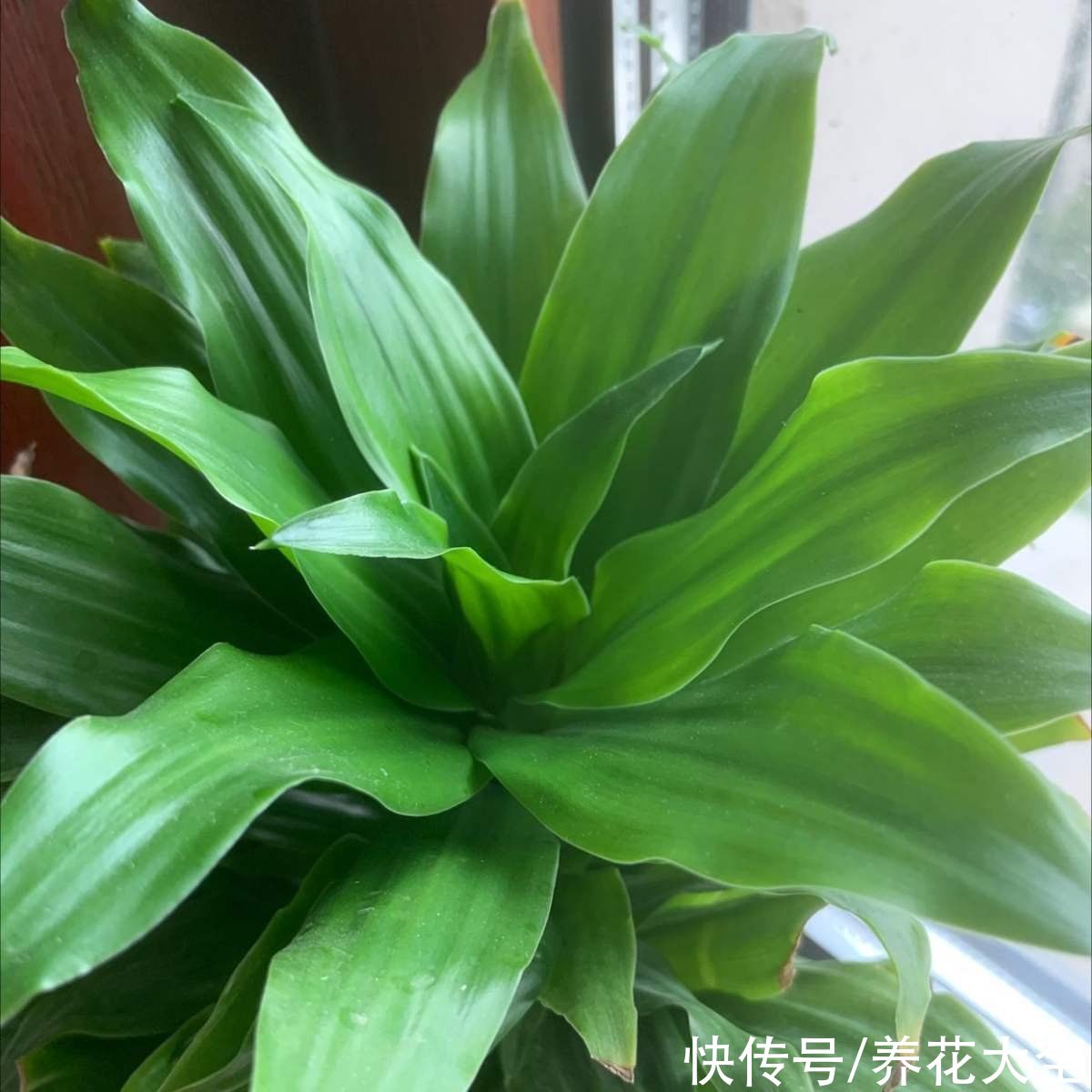 虫子|厨房里养盆花，净化空气效果好，还能赶虫子