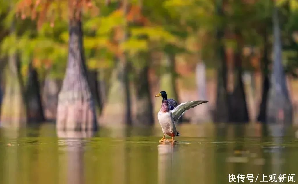 大片|随手一拍便是大片，去绿华拍“杉”水秘境吗？