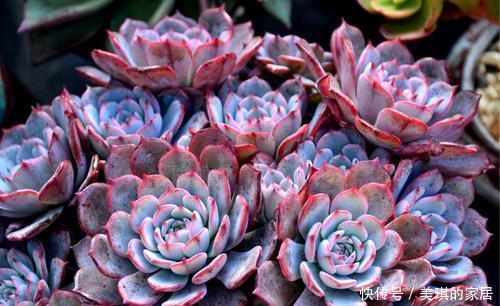 植物|多肉植物劳伦斯,好养又漂亮,易群生红彤彤,值得拥有!