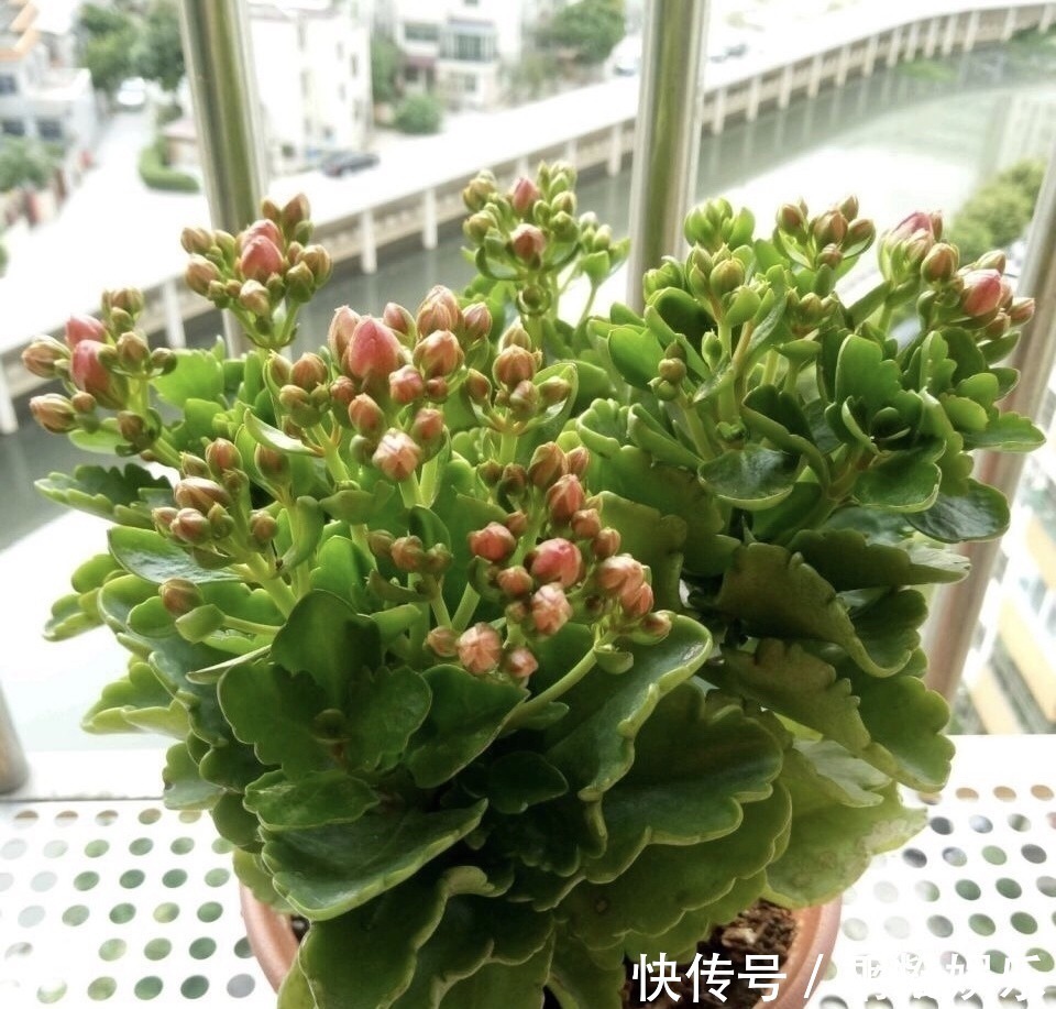 技巧|1盆长寿花长出“25根”花箭，掌握“4个技巧”，你也可以做到