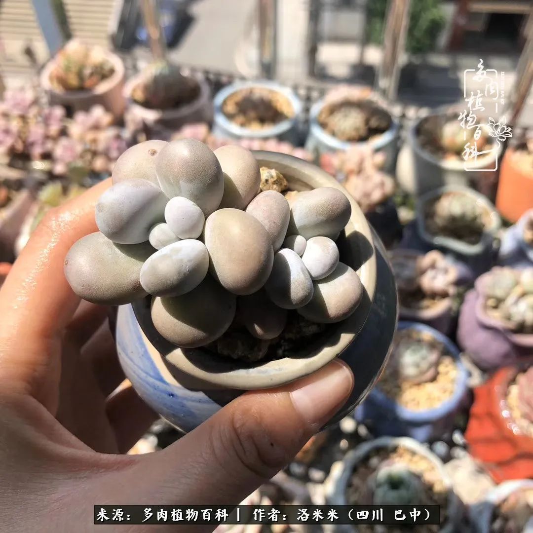 时间是多肉最好的滤镜!附个人养护经验!