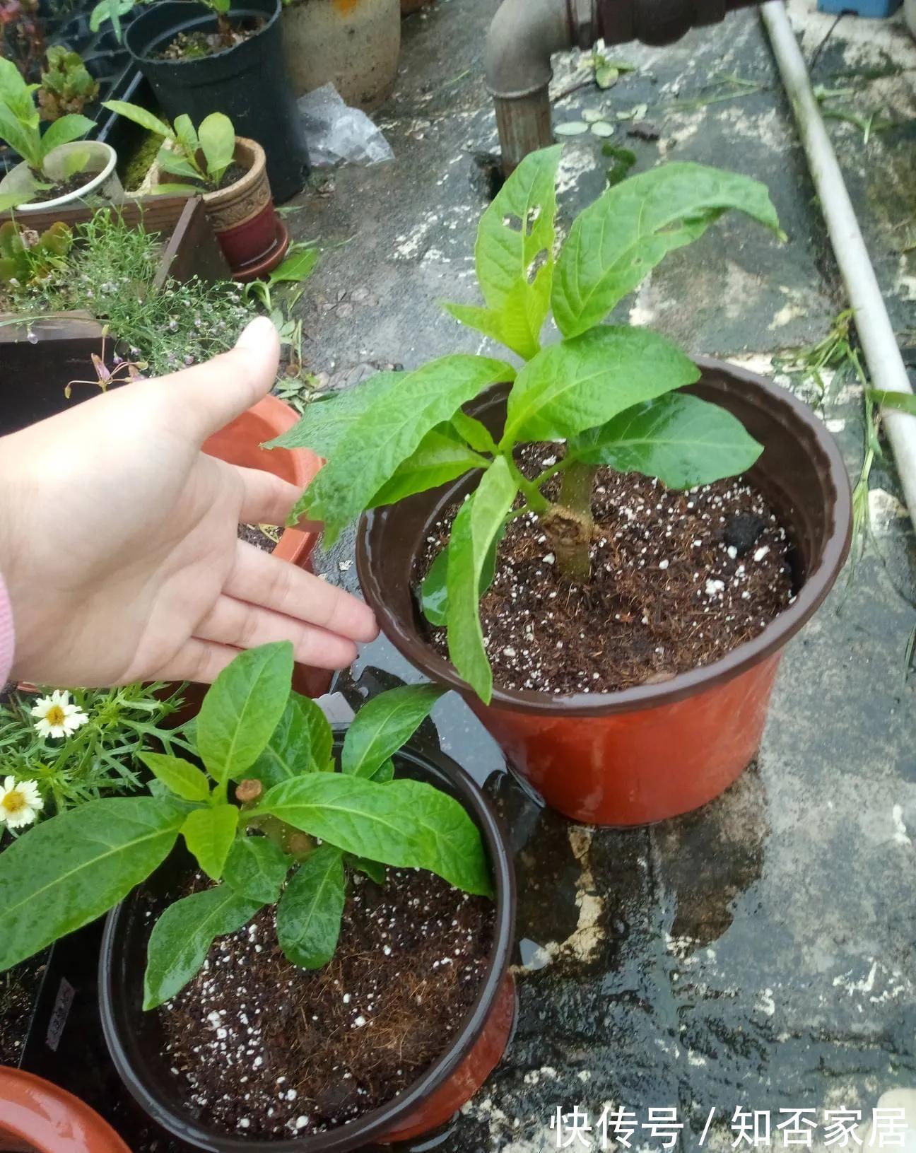 养花盆土硬邦邦，自制一碗水，土壤松软似面包，肥力足