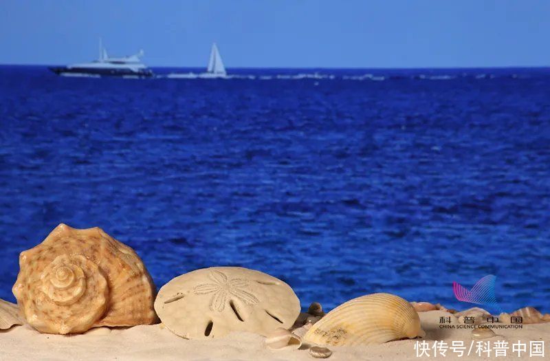 四不像|数千只＂沙币＂被冲上海滩死亡！沙币究竟是个什么动物？科普一下