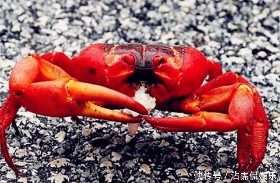 海蟹|开海后常见的海蟹种类有哪些哪种螃蟹最好吃