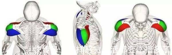 健身|男生如何健身,能让肩膀更宽这三部分肌肉很重要,千万别忽视