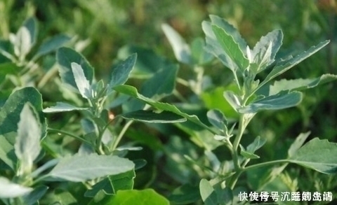 野草|农村不起眼的野草,入药却是宝,补钙补血除口臭,谁用谁健康