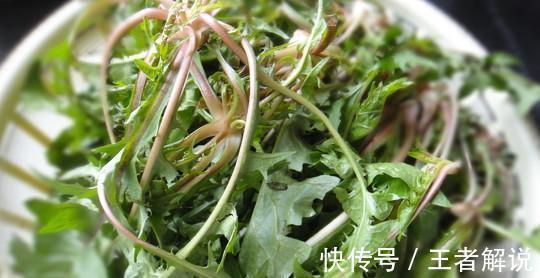 蒲公英水|浙江一女子,每天坚持喝蒲公英水,一段时间后有效果吗?