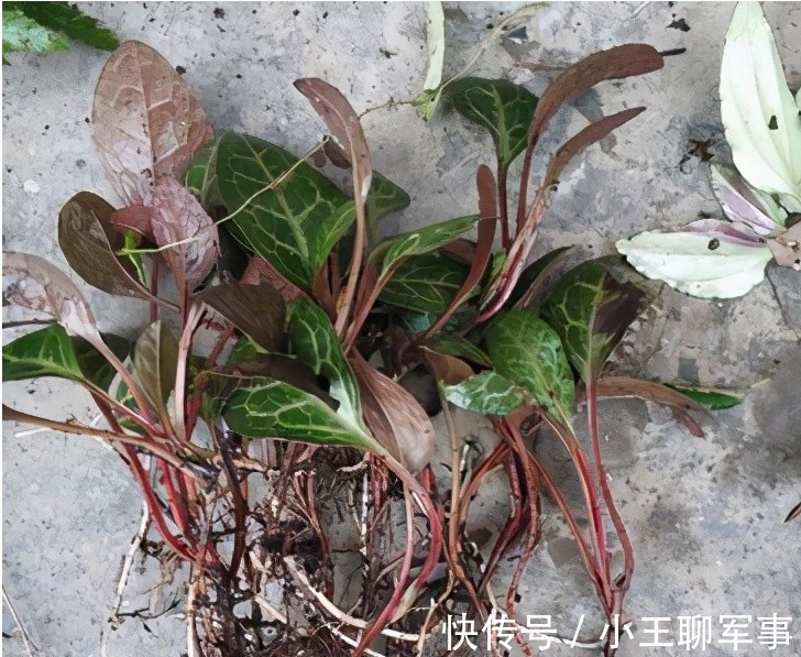 祛风|每日一中药,鹿衔草