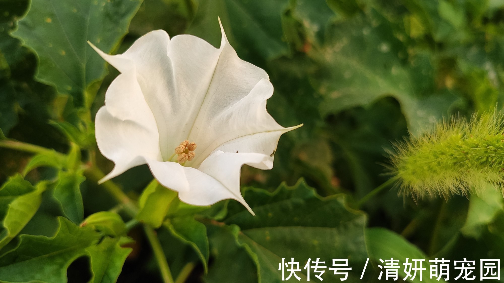 农村这种常见野草,原来就是曼陀罗花!遇到记得离远点!