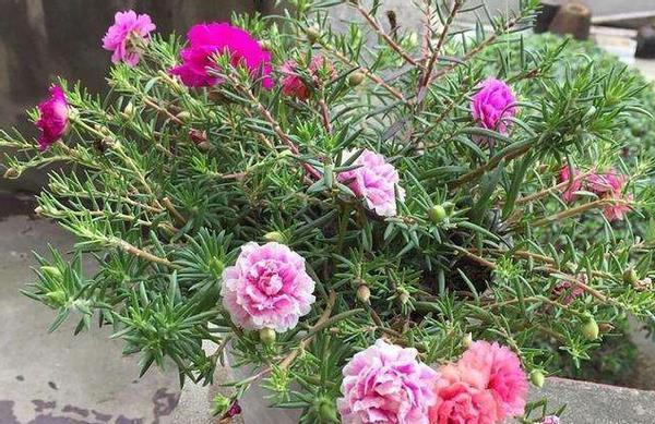 暖春来临时,培育太阳花认真做好这些事情,盆里将冒出很多新芽