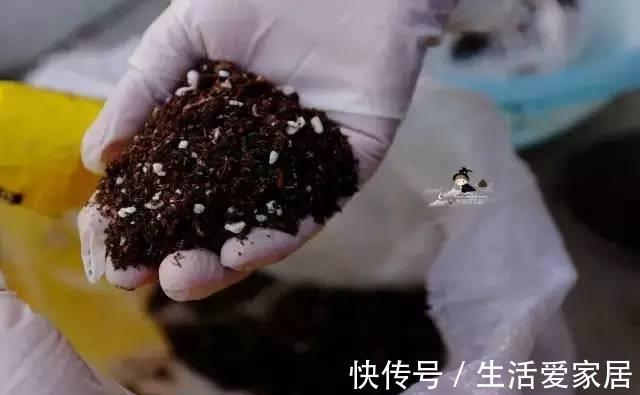 根系|养过花的旧土别扔了,处理下还能重复使用