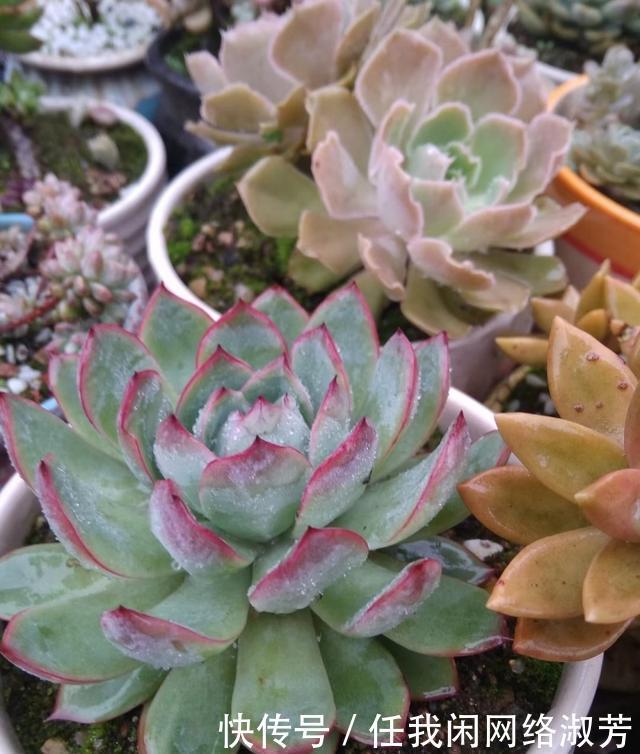 养多肉,不讲究,风风雨雨,依然安好