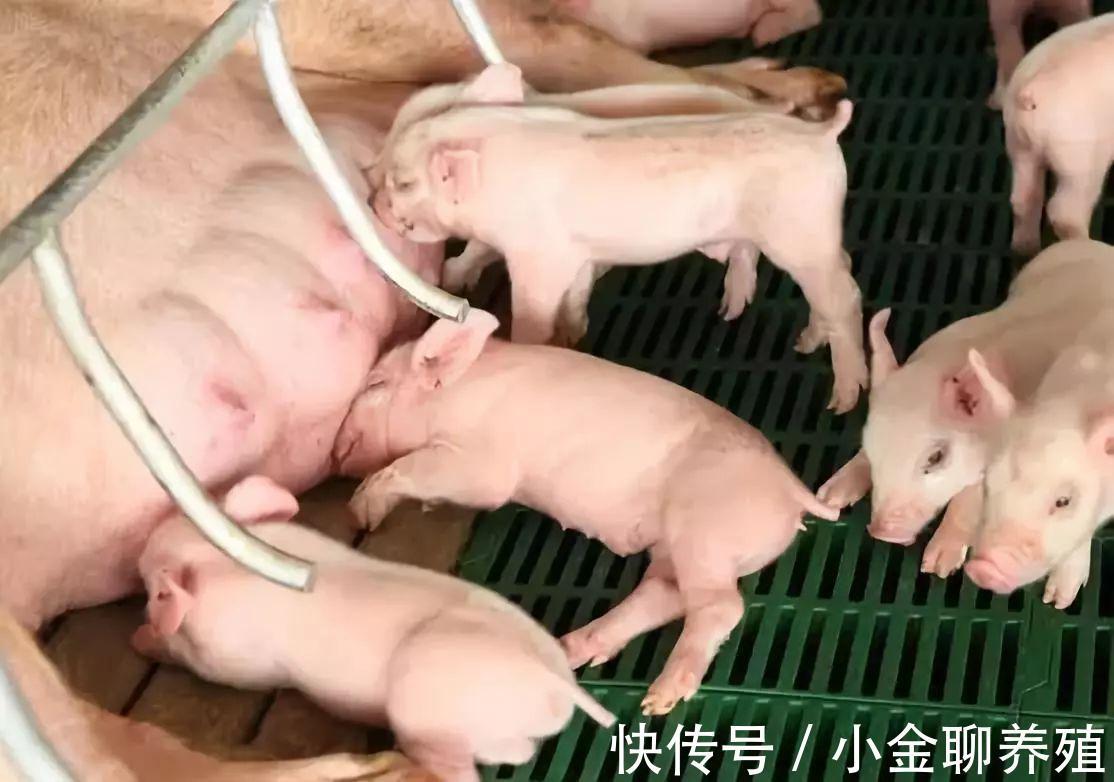 毒素|猪出现呕吐和腹泻怎么办?猪腹泻呕吐是怎么回事?原因有这三种