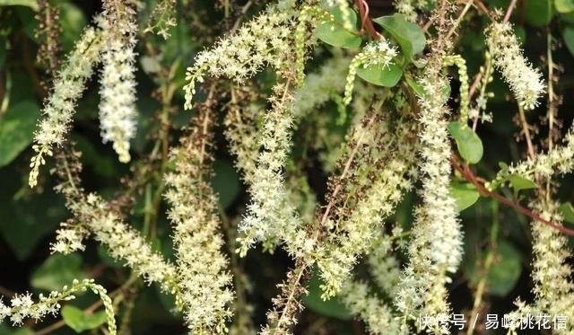 物种|它本是东南亚第一害草,入侵我国后摇身一变,成了餐桌上一道补品