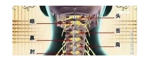 横突|颈椎，为何为“百病之源”！颈椎病分10级，超过2级就要注意了