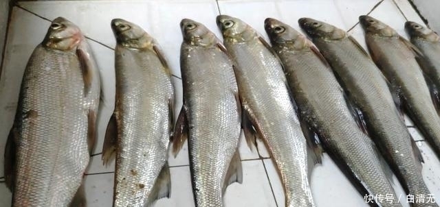 钓翘嘴知道这些,会让你收获满满,钓的非常过瘾