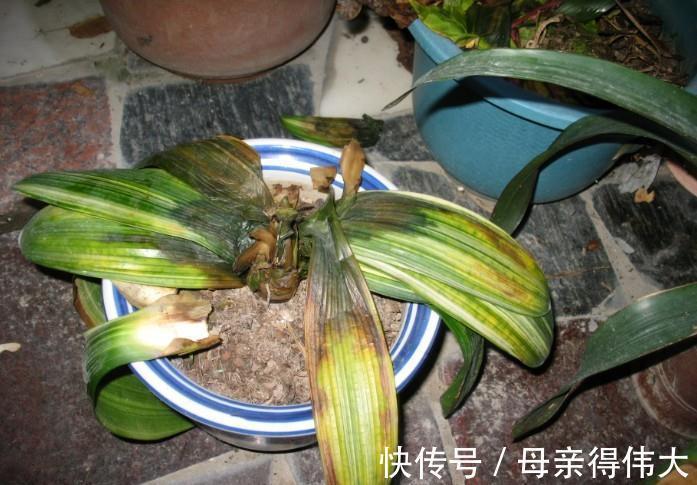 白绢病|盆栽君子兰软腐枯萎,常见3种病害,2分钟学会判断和治疗