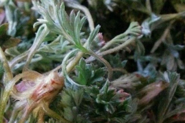 克星|这种野菜被称为癌症的克星，这个季节建议你多吃！