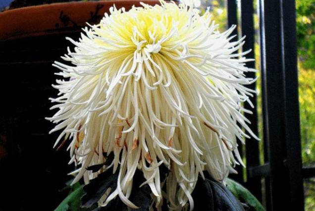 喜欢菊花,不如养盆“稀世名菊”,似凤凰起舞,爆成花海