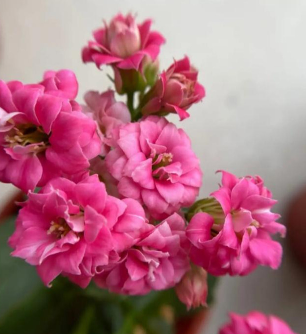 花色|75个长寿花品种,一个比一个美,一起来认识一下吧!