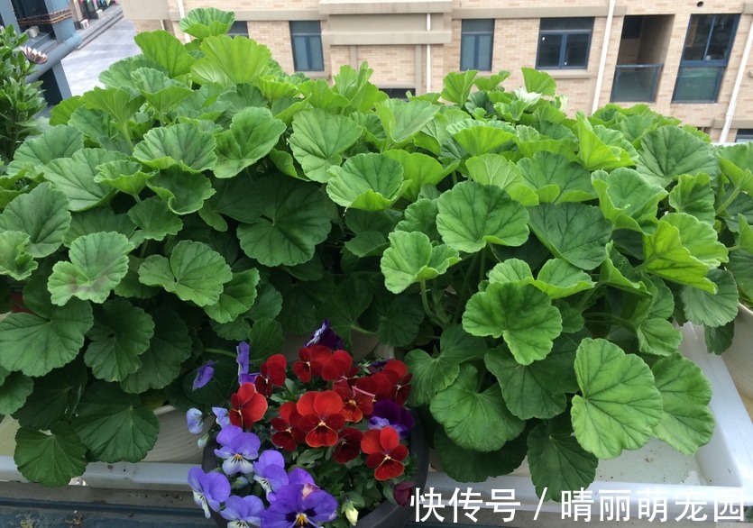 喜欢上养花后,这3样废水就成了“肥水”,谁用谁受益