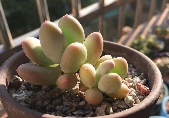 光照|美人系多肉中的颜值担当三日月美人,叶尖带有红晕,看一眼就喜欢