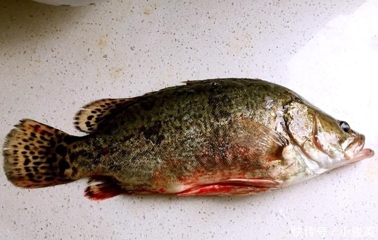 此鱼我国独有,人称“鱼中上品”,新鲜的没人吃,放臭后才是美味