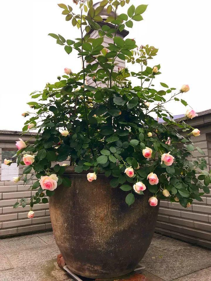 30斤的大水缸,拿来养花成宝贝,怪不得都抢着要