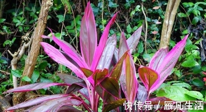 三氯乙烯|人养花,花亦养人,听说聪明人都在养这五种花,你家有吗?