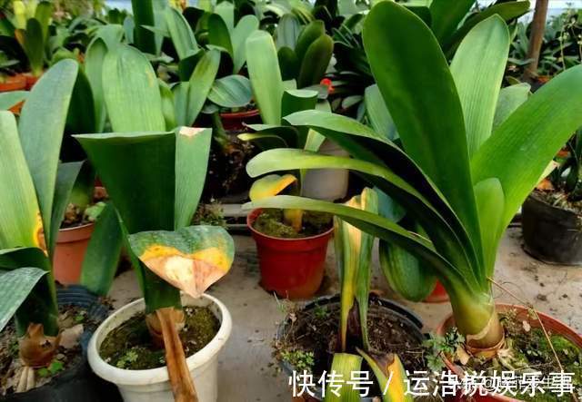 君子兰一直长不好,跟“换盆”有关系,很多人都做错了