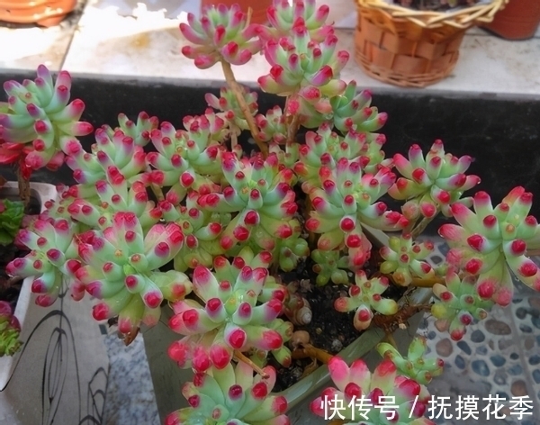 多肉植物|多肉乙女心,天暖盆栽时多晒太阳、适量低温才能让叶子越长越美