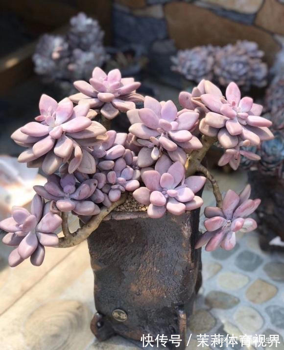 进阶|养多肉,经验很重要,5点必看知识点,帮你快速进阶成大神