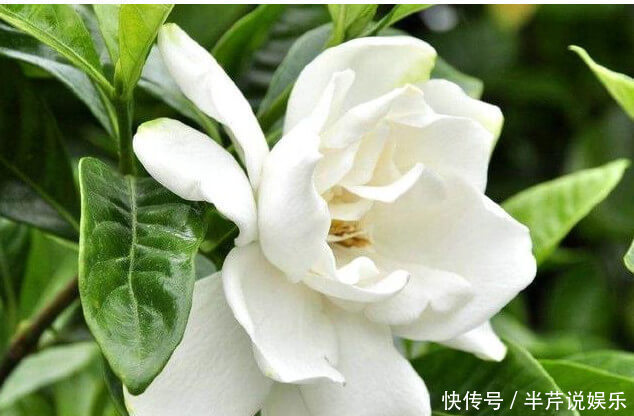 养栀子花、茉莉花这点最关键,不黄叶掉叶,开花多又香,爆满盆!