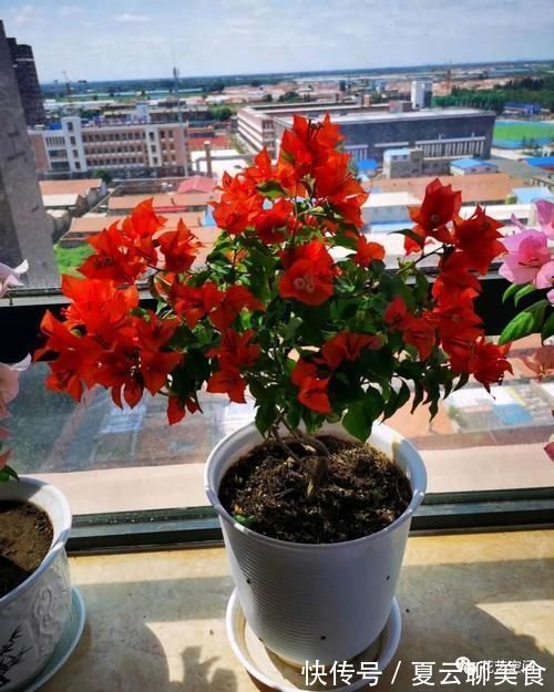 养花万能水,每月用2次,补水补养分,还不用施肥!