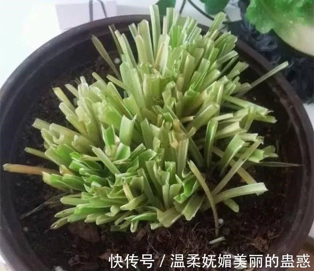 君子兰|此5种花,把“叶子全剪掉”重新养护,2个月轻松爆盆!