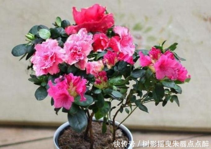 兰花兰花|养花就养这几款，花姿妖娆，四季繁花似锦，姿色艳丽