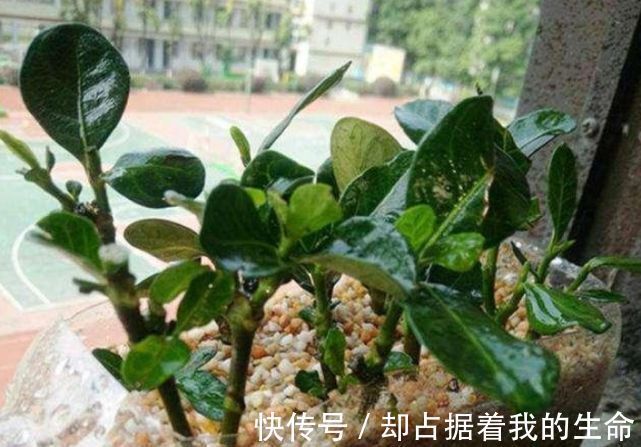 米兰花|3种“花”快入盆，一插就活，7天生白根，开花不断，家里飘满香