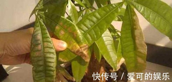 5种花黄叶别心软,狠心剪几刀,新叶冒不停,叶茂花更旺