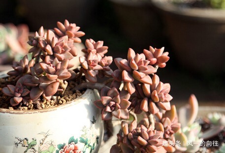 家养|家养姬胧月总是长不好学会这三个小技巧，轻松养的肥嘟嘟