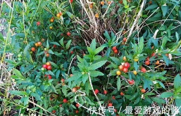 果子有毒,却很多人爱种,一到年底就热销,家中若有,值得注意