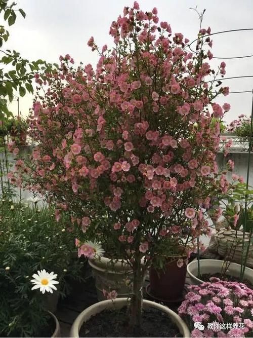 别养绿萝吊兰了,3种花剪根枝,插水里能活,开花一大片!