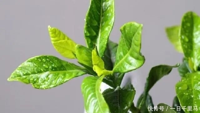 浇灌|养花3大“营养液”,养花时浇对了,就算不施肥,花卉长势也极佳