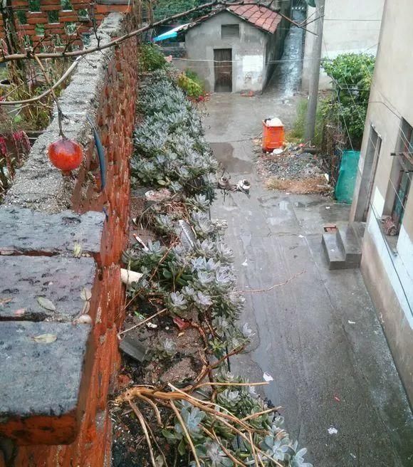 农村“穷养”多肉,一养一个大老桩,群生养爆盆