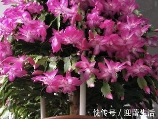 生根剂|最厉害的养花营养液：给花喝一勺，新叶嗖嗖长，花苞蹭蹭长！