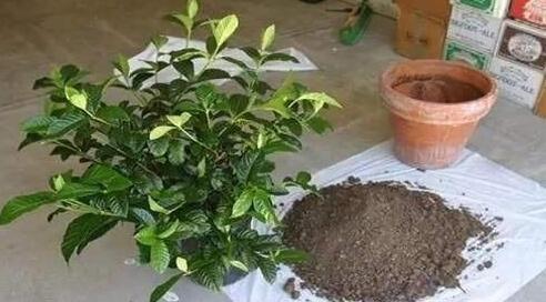 养花土太硬1种“液体”浇盆里!铲不动的土壤,10分钟后变松软