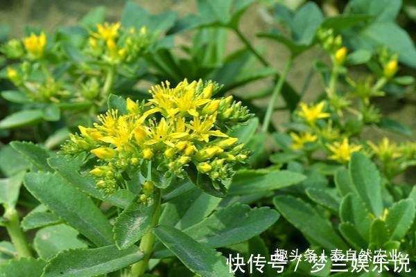 播种|救心菜的作用有很多,口感也很好,家里有空地就能种