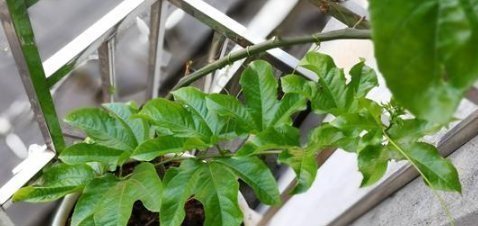 阳台|这些水果，适合在家里盆栽阳台盆栽上几盆，一年不用买