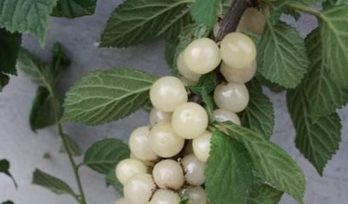 健康|为了孩子的健康发育,这种水果再贵也要舍得给孩子吃,家长别错过