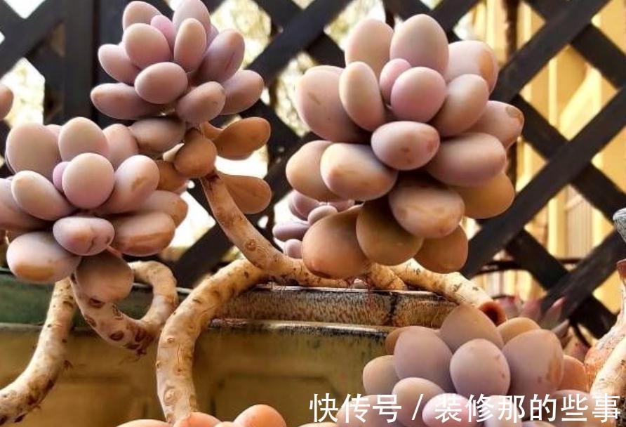 多肉植物里的“仙女”桃蛋，居家盆栽，该注意什么地方？