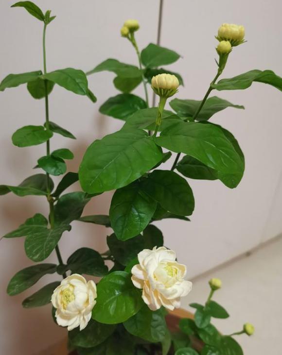 秋季茉莉花不开花，4步“入手”，无论哪个季节，生长开花不间断